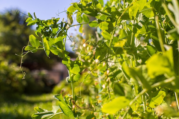 As culturas de ervilha plantadas no solo amadurecem sob o sol Terra cultivada de perto com broto Planta agrícola crescendo na fileira da cama Cultura de alimentos naturais verdes