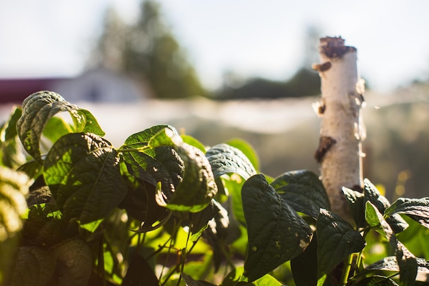 As culturas de feijão plantadas no solo amadurecem sob o sol Terra cultivada de perto com broto Planta agrícola crescendo na fileira da cama Cultura de alimentos naturais verdes