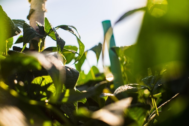 As culturas de feijão plantadas no solo amadurecem sob o sol Terra cultivada de perto com broto Planta agrícola crescendo na fileira da cama Cultura de alimentos naturais verdes