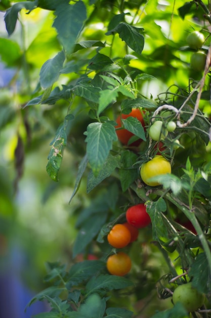 As culturas de tomate plantadas no solo amadurecem sob o sol close-up Terra cultivada com broto Planta agrícola crescendo na fileira de cama Cultura de alimentos naturais verdes