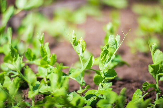 As culturas plantadas no solo amadurecem sob o sol Terra cultivada de perto com broto Planta agrícola crescendo na fileira da cama Colheita de alimentos naturais verdes