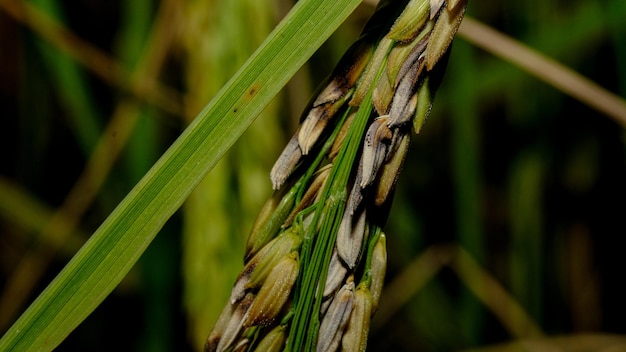 As espigas de arroz com doença alcalina