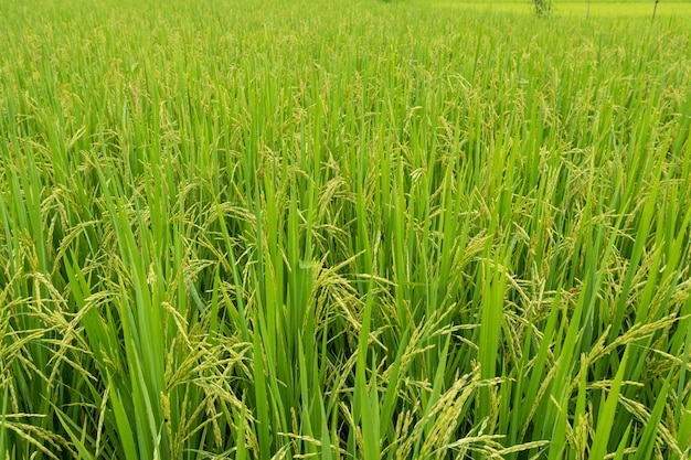 As espigas de arroz nas plantações de arroz verde nas plantações de arroz