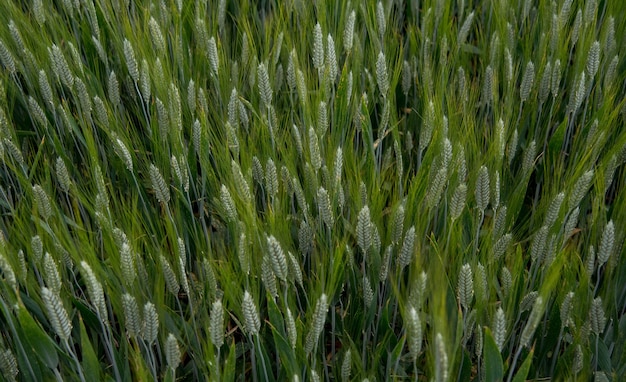 Foto as espigas de trigo em close-up no campo, vista de cima