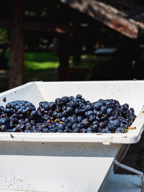 Foto as etapas de produção de vinho ou champanhe. as uvas passam por um separador, onde as uvas são limpas de galhos e suco amassado.