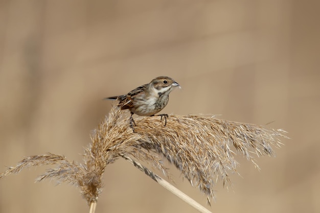 As fêmeas do caniço comum (emberiza schoeniclus) são fotografadas de perto em seu habitat natural na luz suave da manhã. foto detalhada para identificar o pássaro.