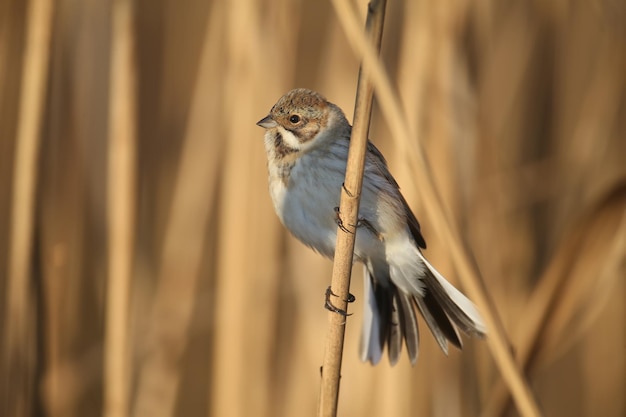 As fêmeas do caniço comum (Emberiza schoeniclus) são fotografadas de perto em seu habitat natural na luz suave da manhã. Foto detalhada para identificar o pássaro.