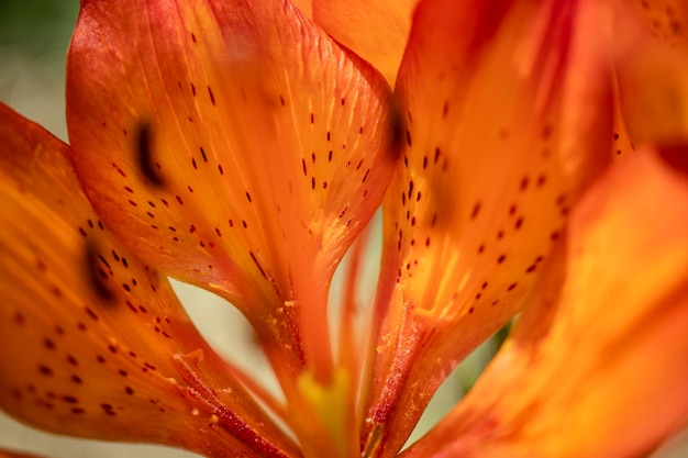 As flores alaranjadas de um lírio Jardim de verão Closeup Fundo natural natural Tiro macro