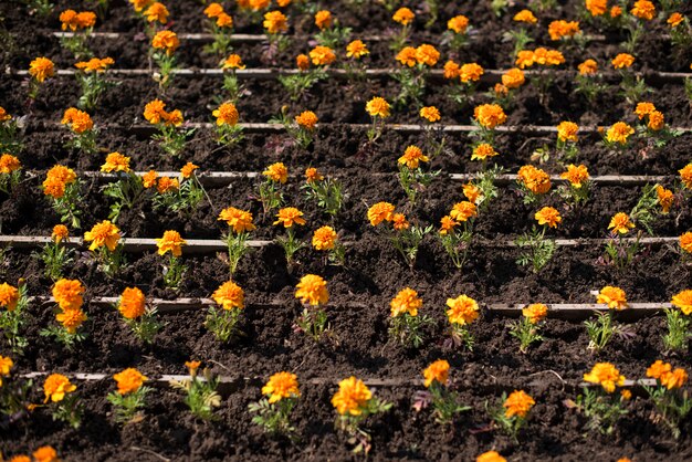 As flores alaranjadas do outono na terra dos tagetis florescem em seguido.