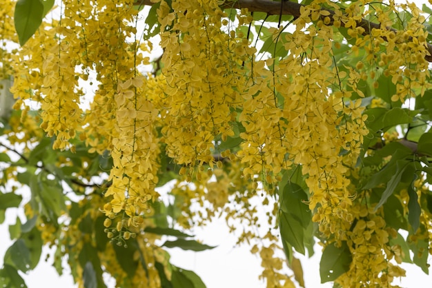 As flores amarelas ordenadas da árvore de salsicha