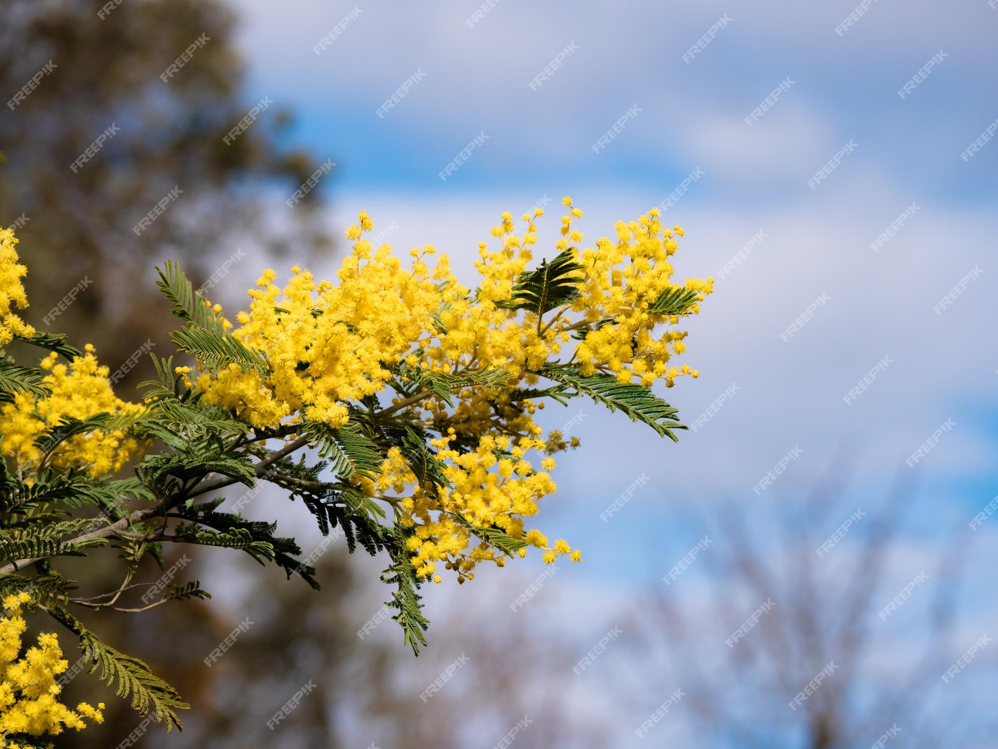 As flores amarelas se destacam entre as folhas verdes do galho de uma  árvore acacia mimosa acacia dealbata no início da primavera em uma floresta  ensolarada e um belo céu azul com nuvens ao fundo | Foto Premium