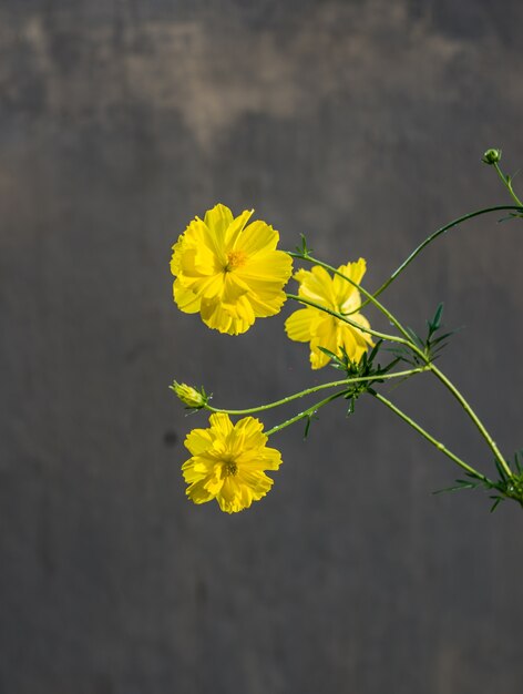 Foto as flores amarelas