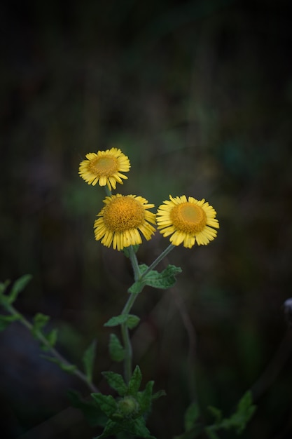 As flores amarelas