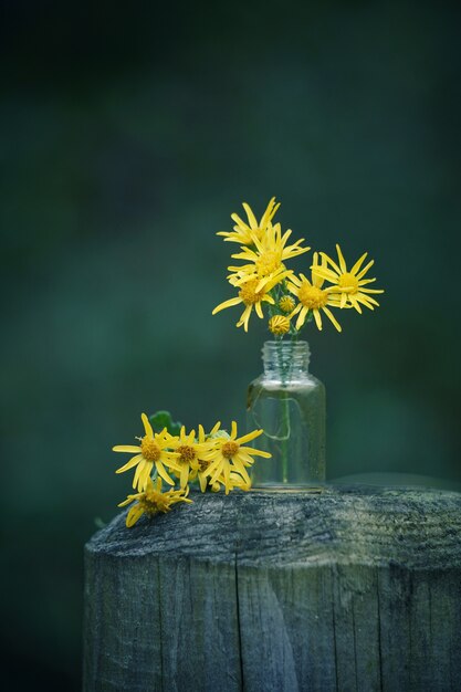 as flores amarelas