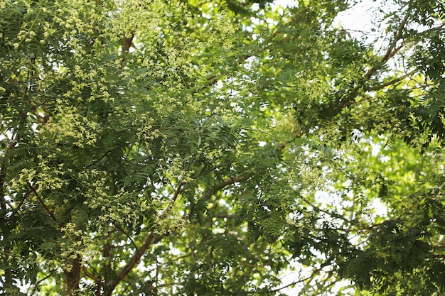 As flores ao ar livre na primavera ensolarada simbolizam a alegria da vibração da renovação do crescimento da beleza e a chegada do