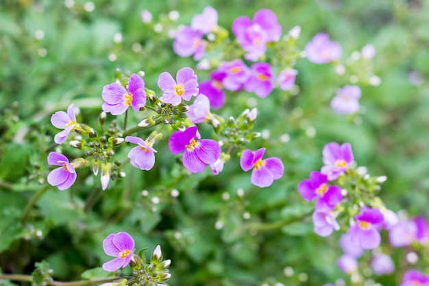 As flores aubrieta em um verde