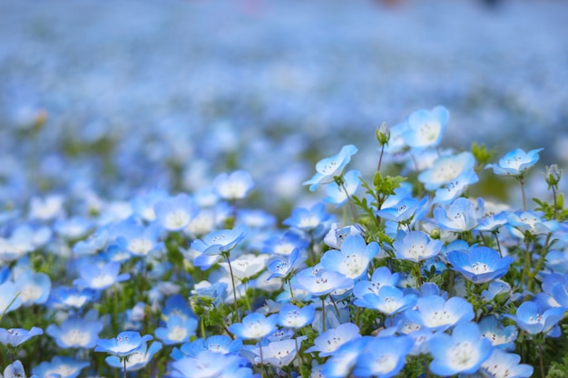 As flores azuis do nemophila aterram no parque de beira-mar de hitachi na estação de mola.