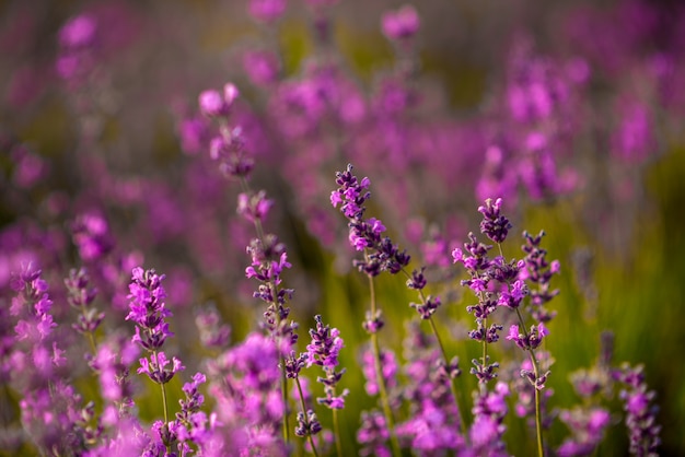 As flores bonitas da alfazema fecham-se acima em um campo durante o por do sol. natureza