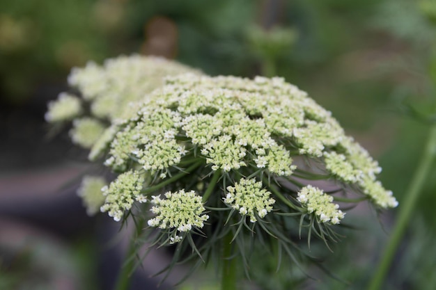 As flores brancas das cenouras da horta orgânica na primavera