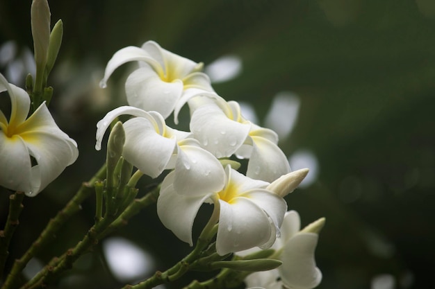 As flores brancas do Plumeria estão florescendo na árvore