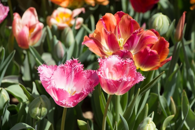 As flores coloridas da tulipa florescem no jardim da primavera