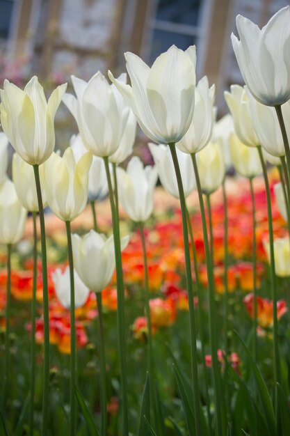 As flores coloridas da tulipa florescem no jardim