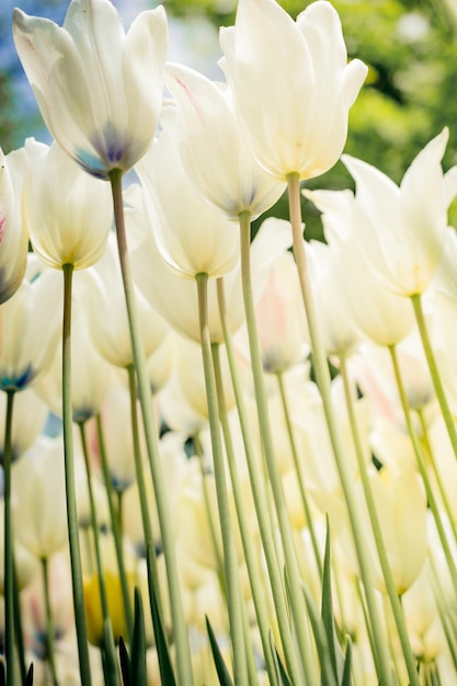 As flores coloridas da tulipa florescem no jardim