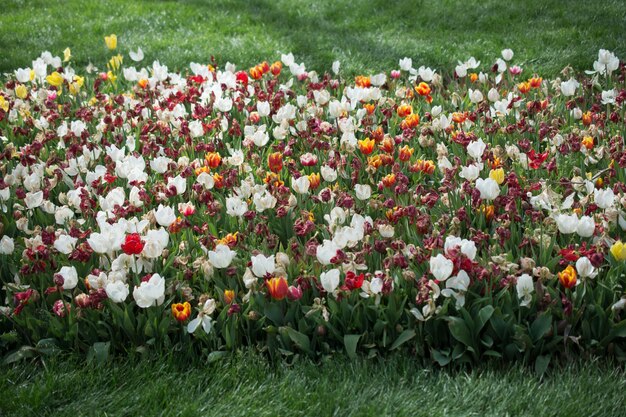 As flores coloridas da tulipa florescem no jardim