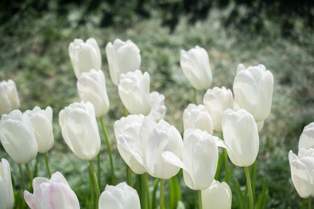 As flores coloridas da tulipa florescem no jardim