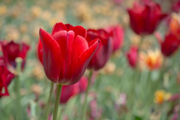 As flores coloridas da tulipa florescem no jardim