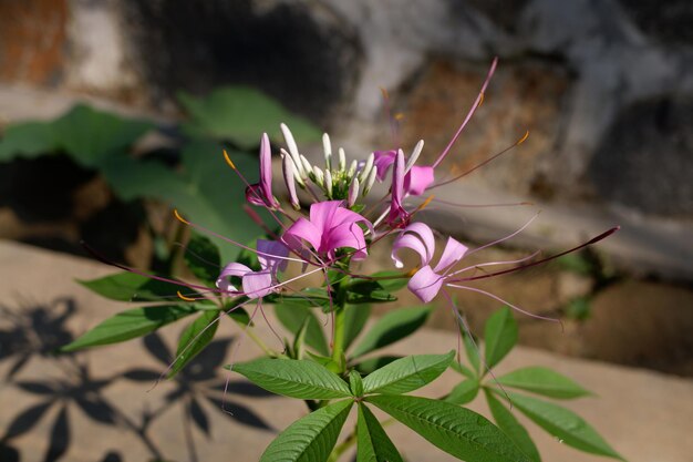 As flores cor-de-rosa da Cleome speciosa