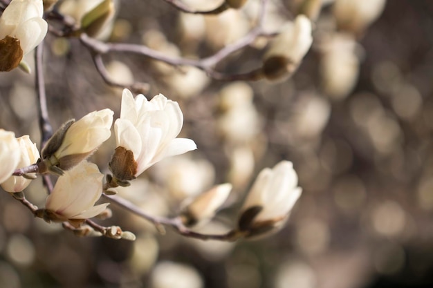 As flores da árvore da flor branca da magnólia fecham o galho