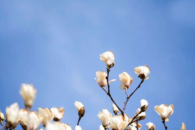 As flores da árvore da flor branca da magnólia fecham o galho