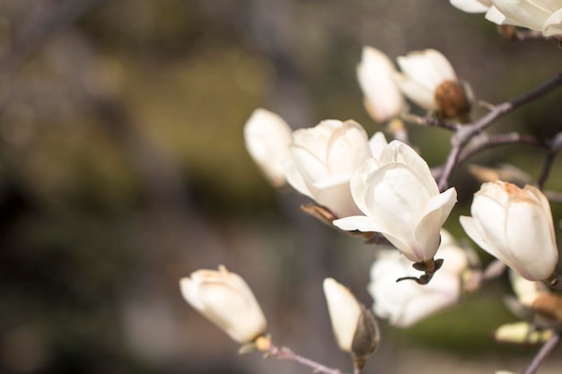 As flores da árvore da flor branca da magnólia fecham o galho