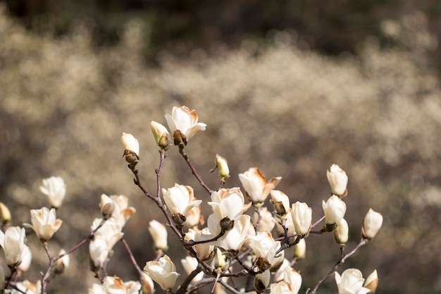 As flores da árvore da flor branca da magnólia fecham o galho