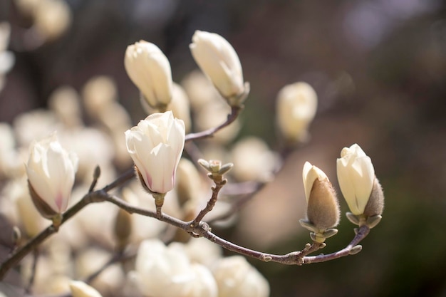 As flores da árvore da flor branca da magnólia fecham o galho