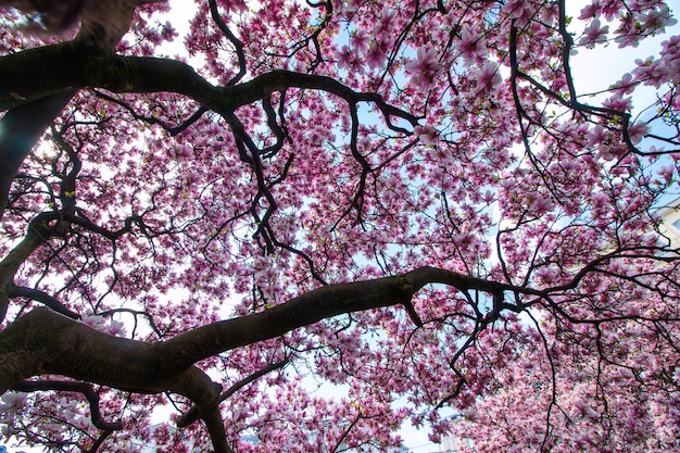 As flores da árvore da magnólia florescem na primavera