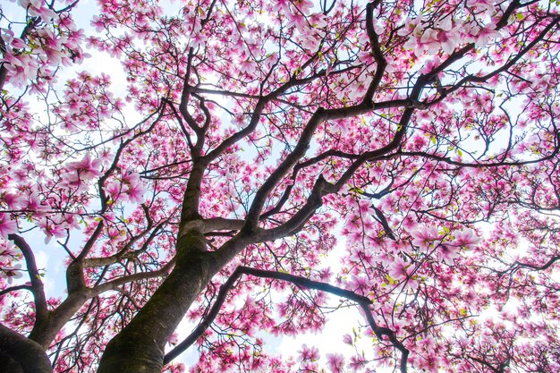 As flores da árvore da magnólia florescem na primavera