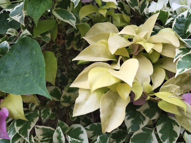 Foto as flores da buganvilla são brancas com folhas verdes com um padrão branco ao redor delas