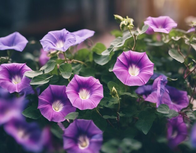 Foto as flores da glória da manhã