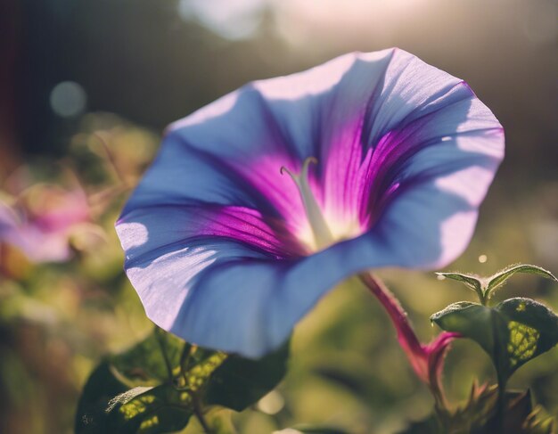 Foto as flores da glória da manhã