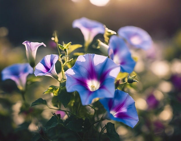 Foto as flores da glória da manhã