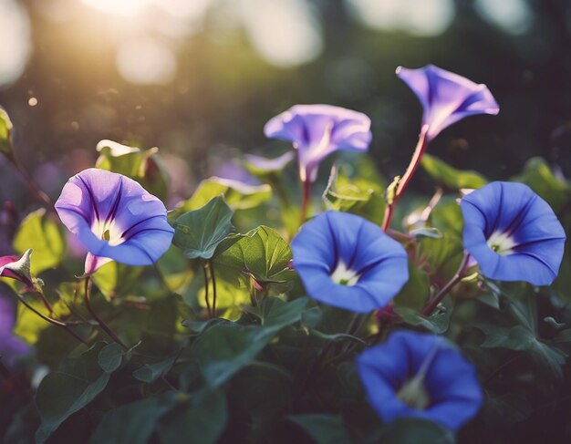 As flores da glória da manhã