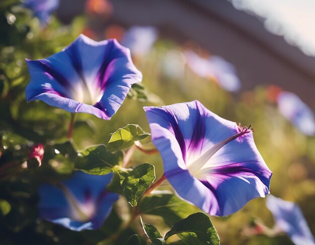 Foto as flores da glória da manhã