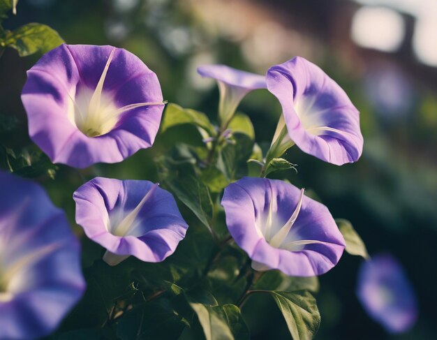 Foto as flores da glória da manhã