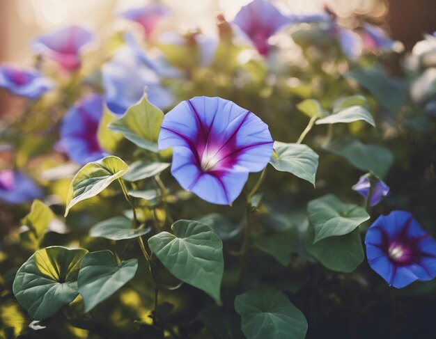 Foto as flores da glória da manhã