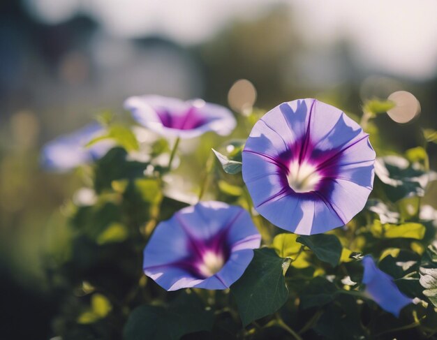 Foto as flores da glória da manhã