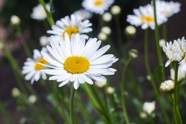 As flores da margarida branca fecham o espaço da cópia