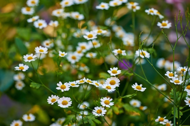 As flores da margarida do prado crescem em uma floresta verde no verão As plantas brancas e amarelas florescem em um exuberante jardim botânico durante a primavera Lindas plantas violetas florescendo em seu ambiente natural