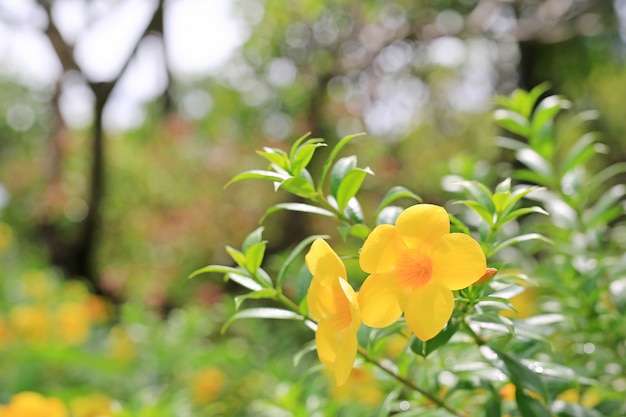 As flores de Allamanda com chuva deixam cair sob a luz solar no jardim do verão.